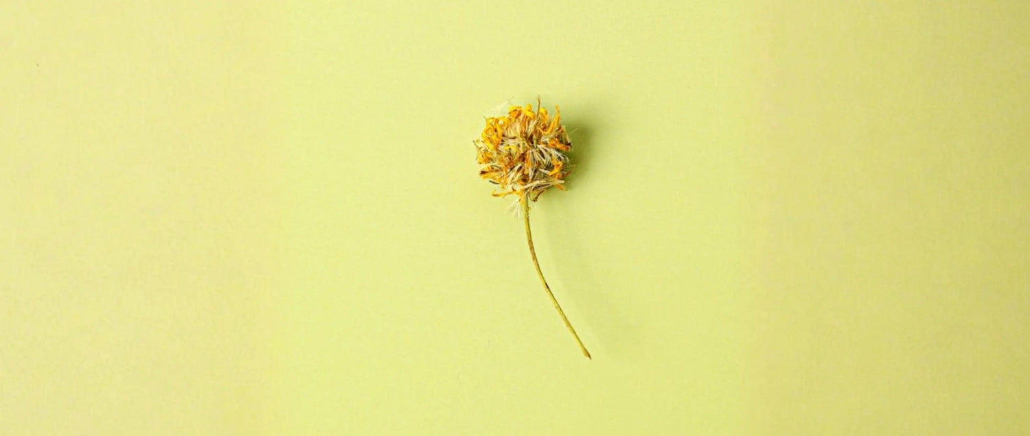 xuanfuhua inula flower gut burn liao formula