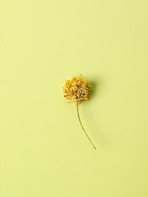 Inula flower